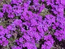 Purple Moss Verbena Seeds 200+ Violet Annual FLOWER GROUND COVER USA FREE S&H