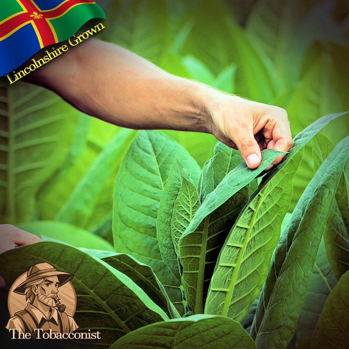 south africa tobacco bill The new tobacco bill
