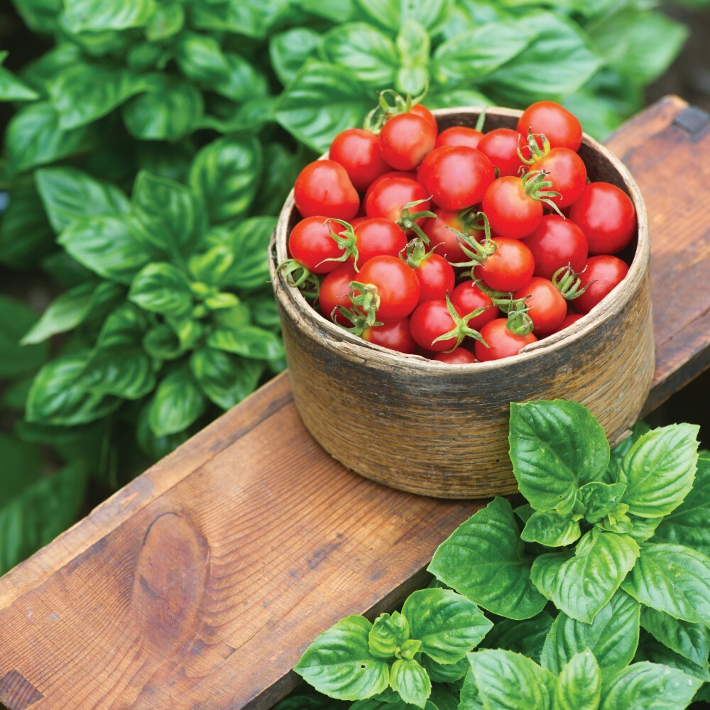 T&M Tomato Plants Ready To Plant Easy Grow Garden Vegetables Bush