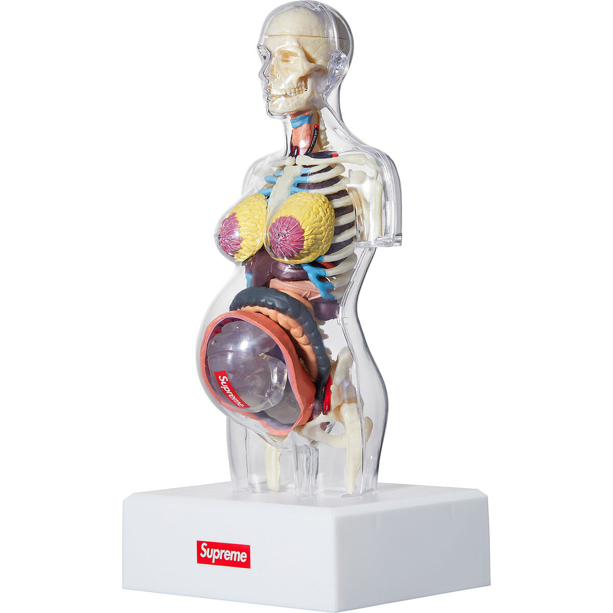 Supreme Male/Female Anatomy Model Clear FW18 (FW18A7) One Supreme Male/Female Anatomy Model Clear FW18 (FW18A7) One