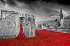 Tower of London Poppy Blood Swept Lands Seas of Red Poppies Photograph Picture