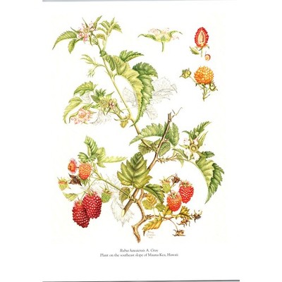 Rubus Hawaiensis A Gray Mauna Kea HI Vintage Book Plate Print SJ3