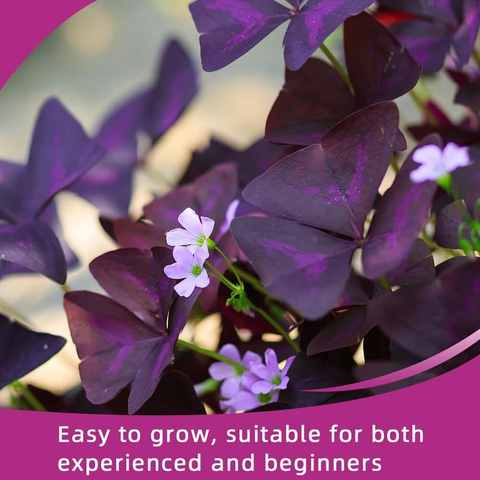 20 peças lâmpadas de trevo Oxalis roxo Oxalis Triangularis lâmpada para outono - Imagem 4 de 4