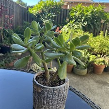 Jade plant 'Money Tree' 'Siempreviva' 6.5" to 7" Tall big leafs