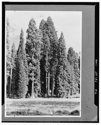 Photo:Sequoia National Park CA 1930s Round Meadow Sequoia Gigantea Trees