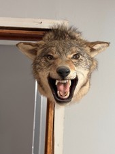 Mounted Coyote Shoulder Wall Mount Taxidermy Decor