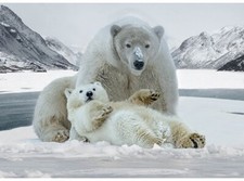 Hoffman Call of the Wild Digital W5375 113 Frost Polar Bears Panel Cotton