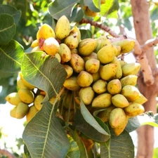 Pistachio Tree Seeds | Pistacia Vera Green Nut Perennial Seed 2025 Fast Shipping