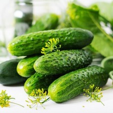 3x Cucumber Gherkin ? Piccolo Di Parigi Organic Plug Plants! READY NOW! x3!