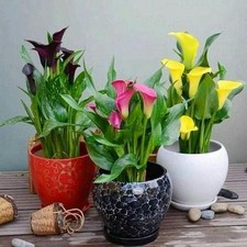 Imported Veriety Calla Lily Flower Bulbs Mix colour, Pack of 2
