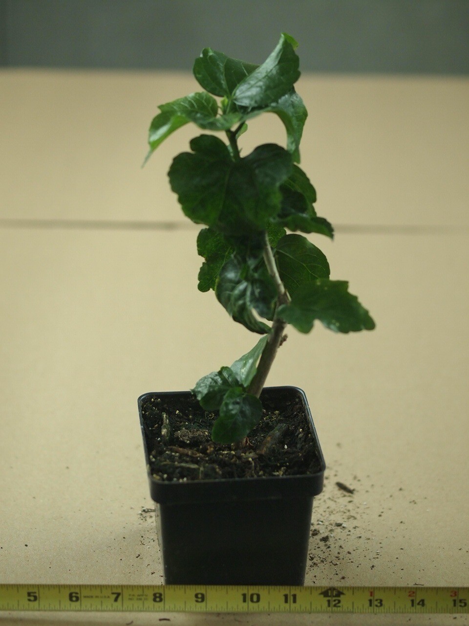 YELLOWMANIA Tropical Hibiscus Plant in 4.5" pot eBay