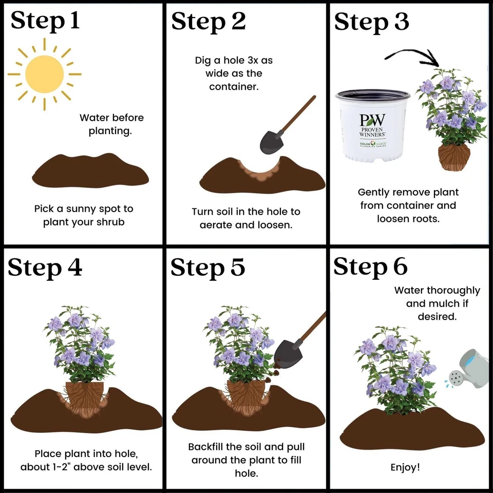 Arbusto de hibisco de gasa azul de 2 galones probados ganadores Foto 4 de 4