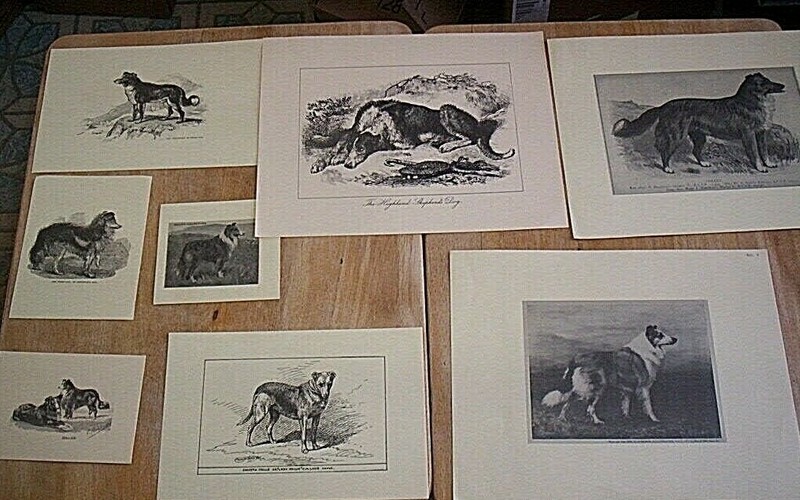 8 OLD Collie Prints Assorted Sizes Not Matted On Cream Paper