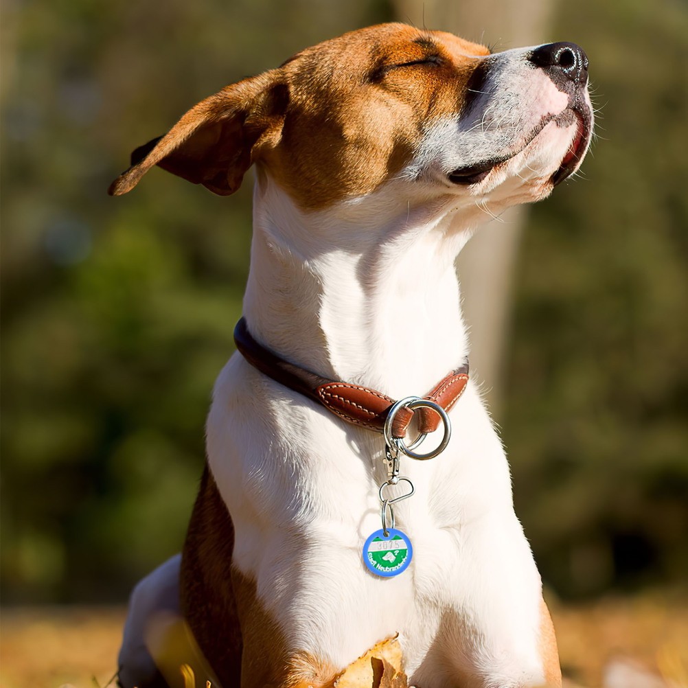 15 Pezzi Anelli Targhetta Nome Silicone per Collare Cani Accessori Animali Domestici foto 2