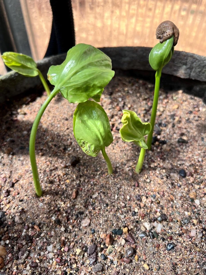 Семена баобаба Za (Adansonia Za) - Изображение 2 из 2