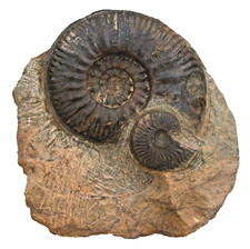 Dogger Schaustufe mit Bredyia sieboldi & Graphoceras  Ammonit Geisingen   KE32-1