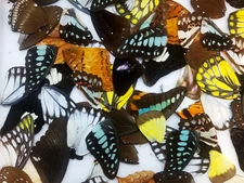 Mixed lot of 25 REAL tropical butterfly wings for art, crafts, jewelry BULK MIX
