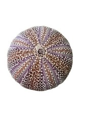 Natural Sea Shell Urchin Multicolor Purple Browns White Coastal Ocean 4.5