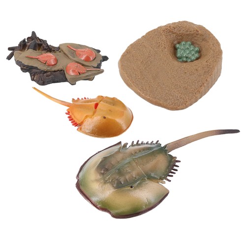 Lifelike Crab Growth Life Cycle Insect Model Kids Early Teaching Toy - Afbeelding 2 van 12