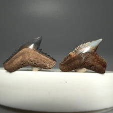 Pair of Fossil Extinct TIGER SHARK Teeth-Galeocerdo latidens-Suwannee River,  FL