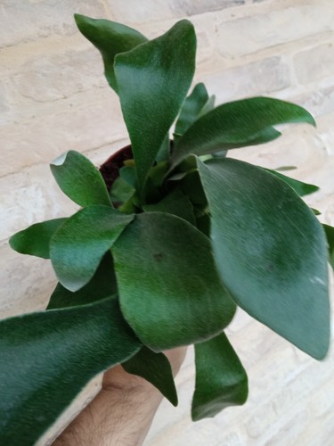 Helecho Platycerium bifurcatum Cuerno de Alce Planta de interior 20 cms - Imagen 3 de 4