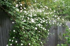 5 WHITE CLIMBING ROSE Rosa Bush Vine Climber Fragrant Butterfly Flower Seeds