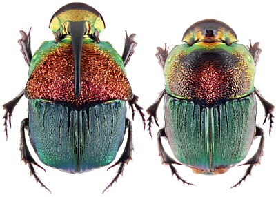 標本 Brazil Phanaeus dejeani 16mm 17mm 標本 Brazil Phanaeus