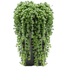 Senecio Rowleyanus String of Pearls Succulent for Home Office (20-30cm in Pot)