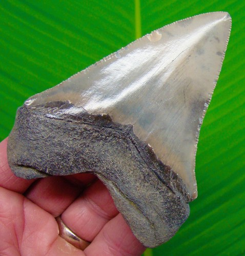 3.98” MEGALODON SHARK TOOTH Real Fossil - North Carolina, USA