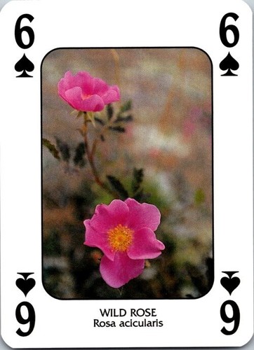 Discover WILDFLOWERS🌼 pack fresh singles (you pick) Cartamundi free ship - Picture 49 of 54