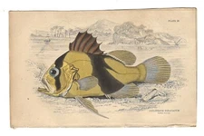 Matted - Antique Hand Colored Print (1835) – Two Banded Grouper