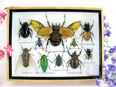 Einzelstück, echte präparierte Insekten und Krabbler als medium 3D Wandbild  M49