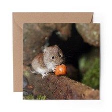 1 x Blank Greeting Card Cute Vole Wildlife Animal #50705