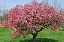 GORGEOUS JAPANESE FLOWERING CRAB APPLE TREE SEEDS (20)