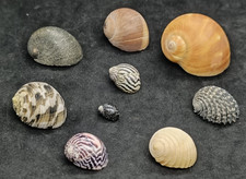 Lotto 9 conchiglie marine filippine - Neritidae & Naticidae - 10-33 mm -...