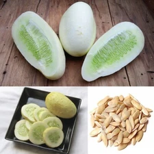 20+ White Cucumber Seeds Cuke Cucumis Vegetable Seed Organic Heirloom NON-GMO
