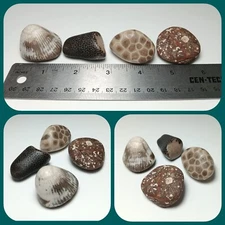 4 Pc Michigan Fossil Sampler Art Display Petoskey Stone Lake Huron Shores