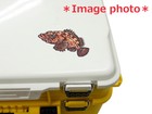 Foto 4 di 4