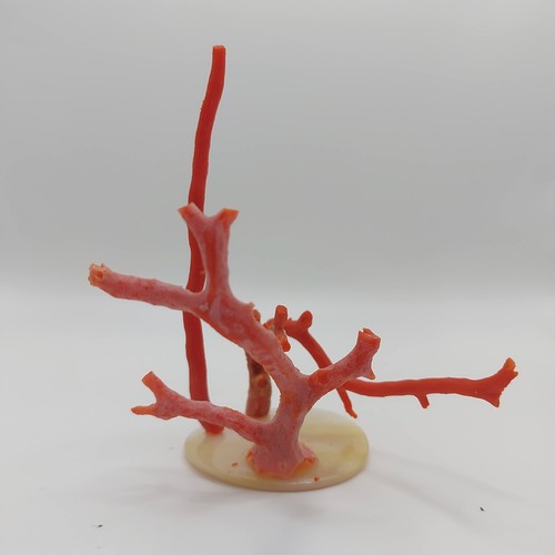 Natural Red Coral Branch mediterranean sea, genuine coral Specimen - Picture 9 of 11