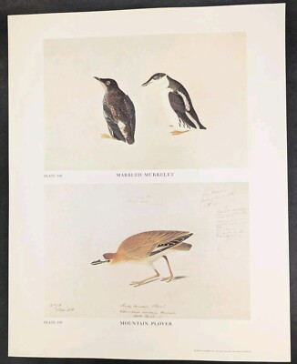 Marbled Murrelet Mountain Plover Plate 198+199 Limited 750 Audubon Folio