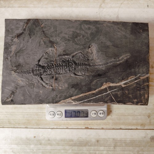 Keichousaurus Skeleton Fossil Triassic Reptile Dinosaur Bones China - Imagen 7 de 8