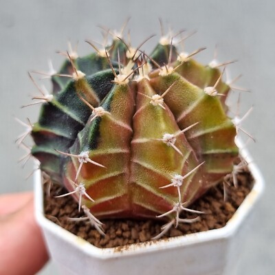 Gymnocalycium sepia  hybrid  No Copiapoa Aztekium  Eriosyce  Mammillaria 