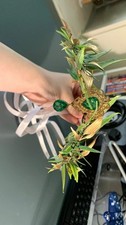 Women's Gold Leaf Headpiece Crown w/ Green Gem White Ribbon Ties