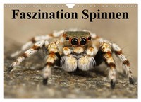 "Calendar 2027 · US Version · Fascination Spiders (Wall Calendar 2027 12\" × 8\" La"