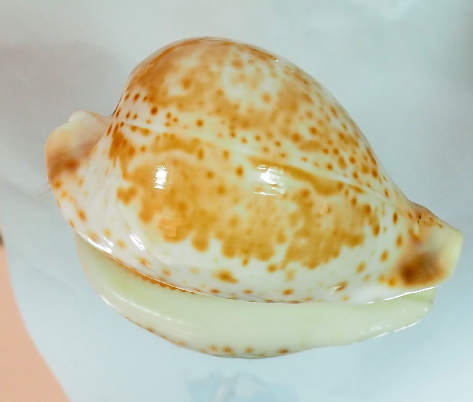 CYPRAEA HESITATA SPECIAL