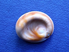 Εye of the sea, seashell,