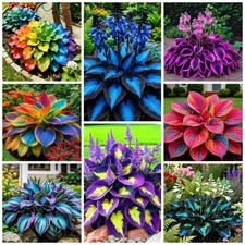 290 Perennial Hostas for Planting, Low Maintenance Rich Foliage, Heart Shaped L