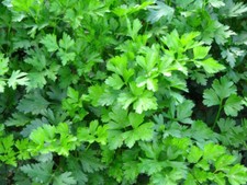 1200 PREZZEMOLO GIGANTE D'ITALIA   - SPED.GRATIS