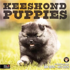 Keeshonden Puppies 2026 Wall Calendar 12 Month | 12" X 24" Open | Thick & Sturdy