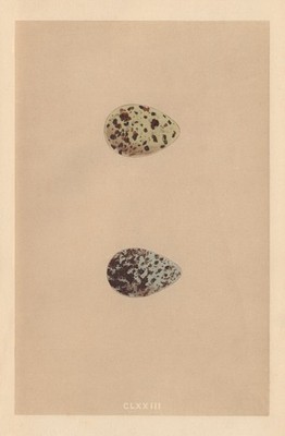 BRITISCHE VOGELEIER. Gemeine Schnepfe. Jack Snipe. MORRIS 1866 alter antiker Druck